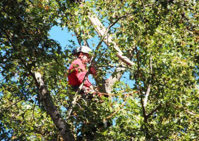 Gonzalez Tree Care Portfolio