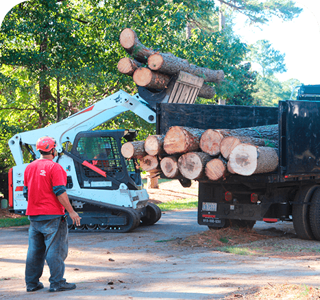 Best Tree Removal Services In Twon | Tree Care Services Near Me 