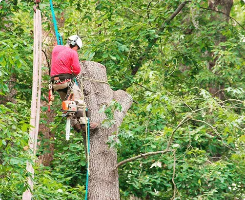 Gonzalez Tree Care | Best Tree Removal Services Near Me